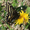 Black Swallowtail