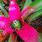 Bromelia