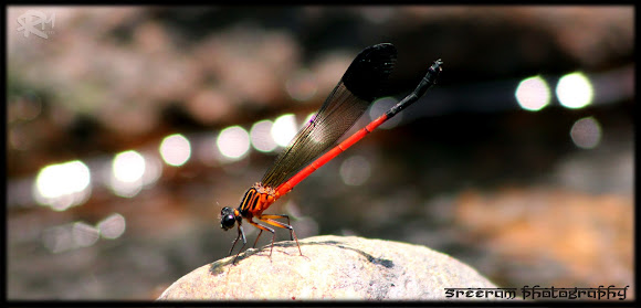 Spotting Image 1