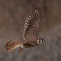 American Kestrel