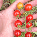 Grape tomatoes