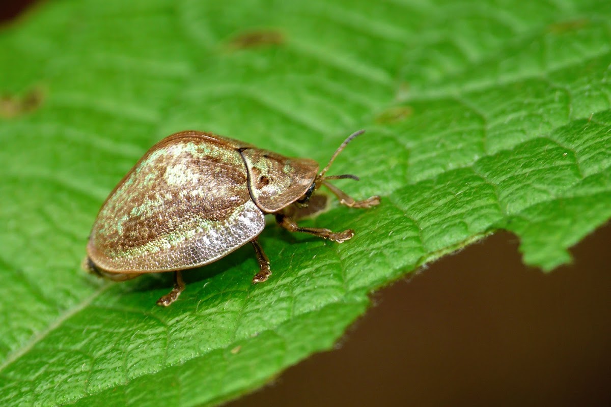 Wild Olive tortoise leaf beetle