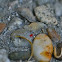 spider mite, Spinnmilbe