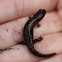 Mountain Dusky Salamander
