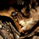 Firefly larvae