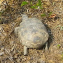 Gopher Tortoise (endangered species)