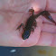 Salamander