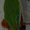 Carolina anole