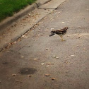 Broad-winged hawk