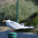 Common Tern