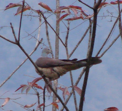 DSC00051.JPGjj.jpg?imgmax=512 (47486 bytes)