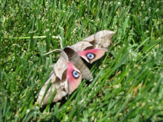Spotting Image 1