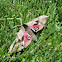 Sphinx Moth