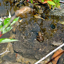 Mink Frog