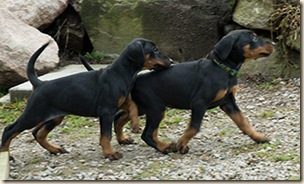VDutenbandogkirsebaerloper080408