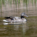 Mallard (female)