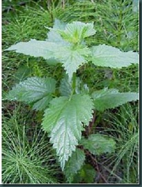 stinging nettle