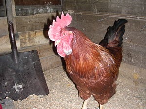 [Rhode island reds[2].jpg]
