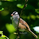 white crowned sparrow