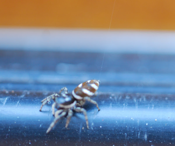 zebra jumping spider Project Noah