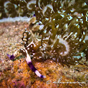 Chinese Dragon Nudibranch, Blue Dragon Nudibranch