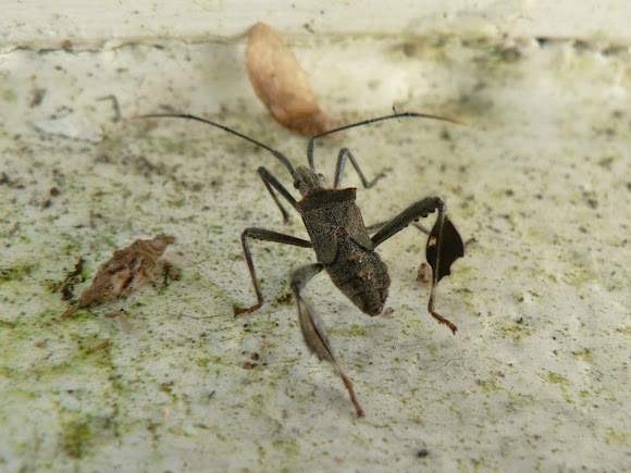 Spotting Image 1