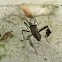 Leaf footed bug