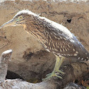 Indian Pond Heron or Paddybird