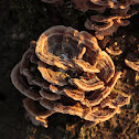 Turkeytail