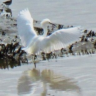 Spotting Image 1