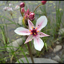 Unknown Water Flower
