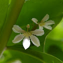 Fan flower