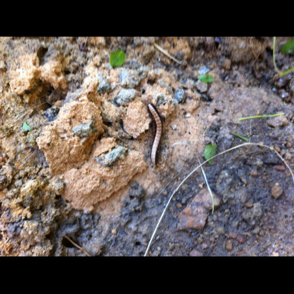 Spotting Image 1