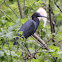 Little Blue Heron