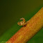 Leafhopper Nymph