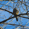 Merlin or Pigeon Hawk