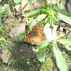 American Painted Lady