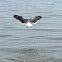 Laughing Gull