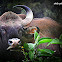 Indian bison -gaur
