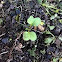Radish sprout