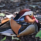 Mandarin Duck