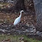 Snowy Egret