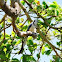 White-throated Magpie-Jay
