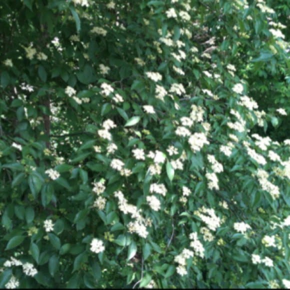 Spotting Image 1