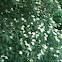 Red Osier Dogwood