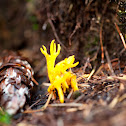 Spruce Coral