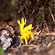 Spruce Coral
