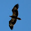 White-bellied Sea-Eagle