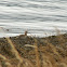 whimbrel