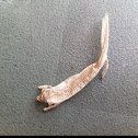 Juvenile Alligator Lizard Shed